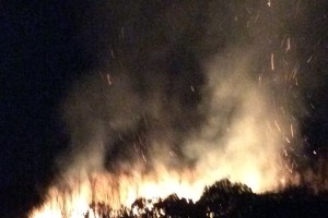 Невідомі спалили виноградники французького винороба