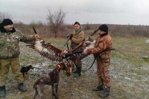 «Орли Авакова» застрелили червонокнижного беркута і взялися вихвалятися «трофеєм»