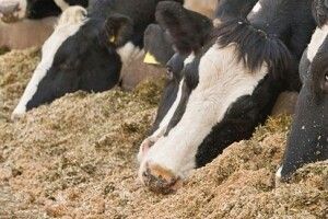 На Гнідавському цукровому заводі можна придбати жом – навіть у вихідні