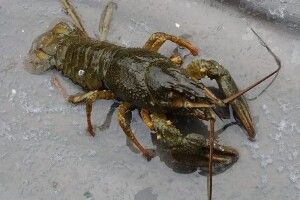 Браконьєрам на Волині дорого обійдуться впіймані раки і щуки