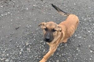 У Луцьку шукають господаря для юного рудохвостого гавкуна (фото)