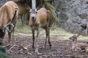 На Поліссі зазнімкували сімейство оленів (Відео) 