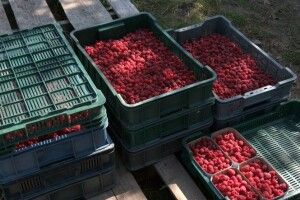 Замість Польщі люди їдуть на збір малини до господаря з Волині (Відео)