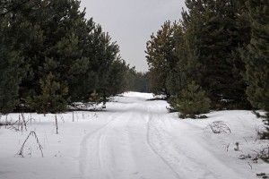 Учасники зимової краєзнавчої мандрівки Цуманською пущею вистежили дикого кабана та знайшли «відьмине масло» 