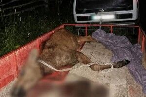 На Чернігівщині браконьєри вбили червонокнижне лосеня: їх затримали 