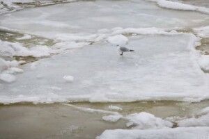 На Рівненщині чоловік провалився під лід