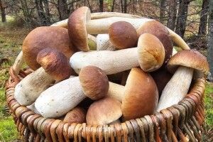 Попри сухий ліс та холодну погоду, гриби на Маневиччині вже є
