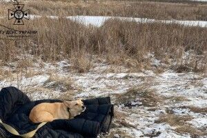 Вірний пес так і не дочекався господаря: рятувальники показали щемливе фото