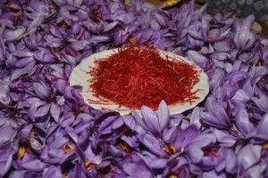 Запорізькі фермери почали вирощувати шафран
