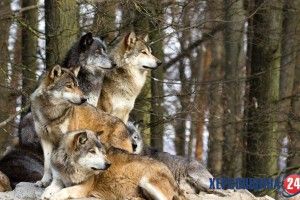 Сьогодні, 3 березня, людство відзначає Всесвітній день дикої природи