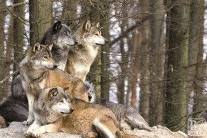 Навколо Києва побільшало вовків