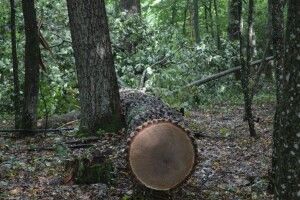 На Волині крадії зрізали у Цуманській пущі дуби