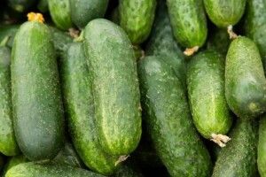 В Україні вивели сорт огірків, який в засоленому вигляді ідеально підходить для закусювання самогону