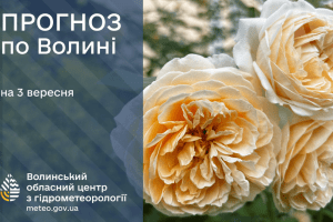Коли на Волинь повернуться грибні дощі?