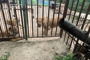 На Полтавщині левиця напала на 5-річного хлопчика: його прооперували