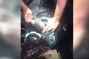 Жителька Рівненщини намагалась вивезти 45 кг «сонячного каміння» (Відео)