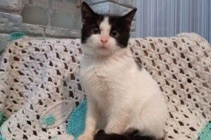 Серед лучан шукають охочого вхопити біле щастя за чорний хвіст (Фото)