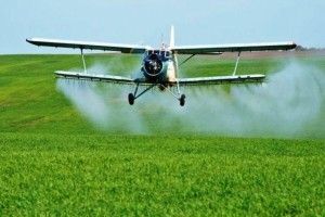 Рівненські пасічники вимагають заборонити труїти їхніх бджіл з «кукурузників» 