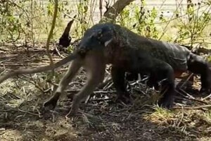 З'явилося відео, як варан проковтув живу мавпу