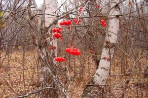 Якою буде погода до кінця тижня на Волині