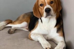 В Липинах під Луцьком загубився дивопес на ім'я Чіп (Фото)