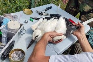 В Шацькому нацпарку львівські науковці кільцювали лелек 