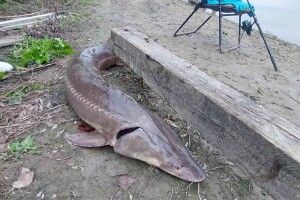 У Дунаї спіймали червонокнижного осетра, якого вважали зниклим