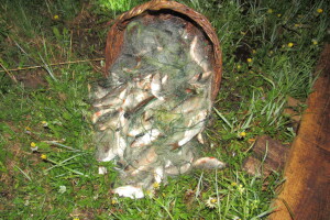 Понад дві сотні рибин спіймали волиняни сіткою. Їм загрожує кримінал (Фото)