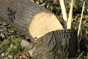 За незаконну порубку дерев волинянин сплатить понад 74 тисячі гривень 