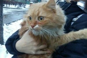 У Луцькому будинку оселився кіт з характером пса: охороняє під'їзд – а пісяти ходить на вулицю (фото)