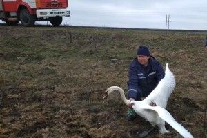 На Волині рятувальники визволили лебедя з браконьєрських сіток