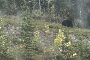 Ого: неподалік Львова помітили дикого ведмедя