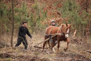 У Берестянському, Горинському та Холоневицькому лісництвах Цуманської пущі посіяли дві тонни жолудів (фото) 
