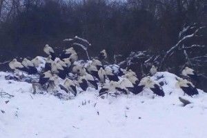 Як допомогти лелекам?