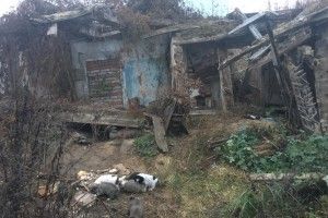 У розваленій хатині на Ковельській живуть п'ять юних барбосів (фото)