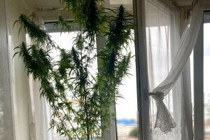 У Рівному поліцейські затримали чоловіка який незаконно вирощував канабіс