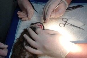Тамарина з Рівненського зоопарку возили в Київ видаляти зуб (Фото)