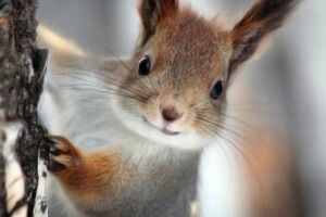Погода на середу, 6 січня: обіцяють трохи дощу з мокрим снігом