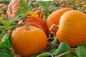 Посвяткували і на смітник?