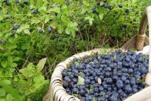 На Камінь-Каширщині готуються до сезону заготівлі лісових дарів