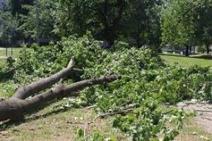 У Луцьку вздовж двох вулиць для вільного проїзду обрізатимуть дерева