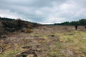 На Волині підприємство розкорчовувало поле і «під шумок» знищило ще й шмат державного лісу