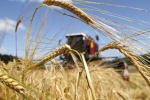 Внаслідок аномальної спеки дешевшають фрукти і дорожчає зерно