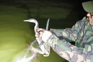 З браконьєрських сіток на водоймах Волині визволили два водоплавних птахи (Фото)