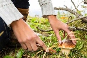 Дерево вбило грибника