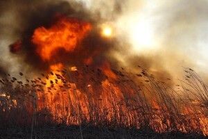 Безсніжна і суха зима: на Волині горить трава та очерет