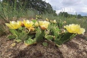 На Херсонщині серед лісу квітнуть… кактуси