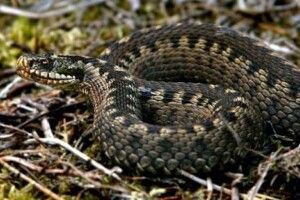На Рівненщині чоловік потрапив до реанімації через укус змії
