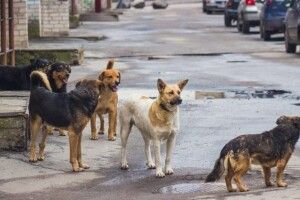 У місті на Волині відловлюють бродячих собак