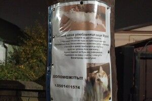 У Луцьку шукають членкиню сім'ї – кицьку Мусю (Фото) 